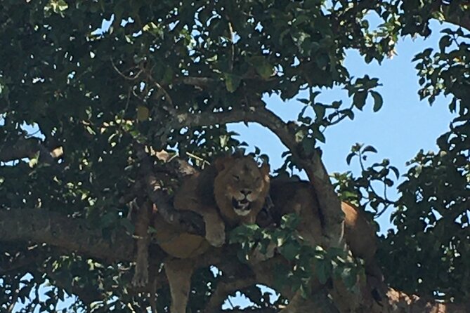 Queen Elizabeth Open Safari Jeeps for game drives. - The guide makes the difference
