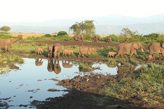 Queen Elizabeth Open Safari Jeeps for game drives. - Shared groups, comfort, and expectations