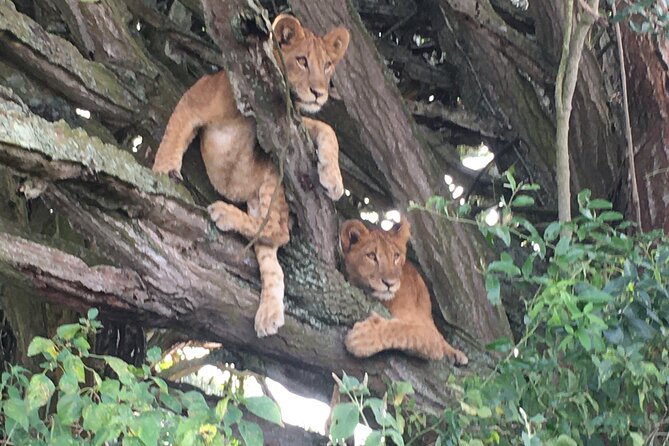 Queen Elizabeth Open Safari Jeeps for game drives. - What the open Jeep adds to the experience