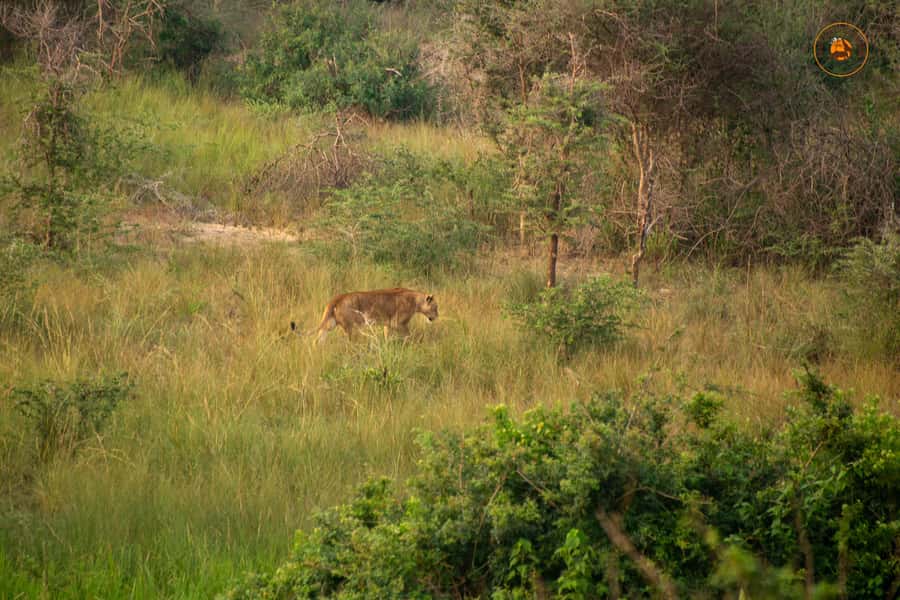The Big5 3 Days Wildlife Adventure Experience in Uganda. - What to pack for three active days