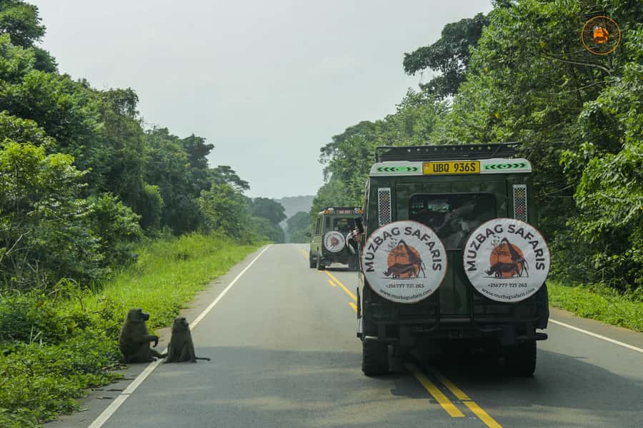 The Big5 3 Days Wildlife Adventure Experience in Uganda. - Who will enjoy this safari most