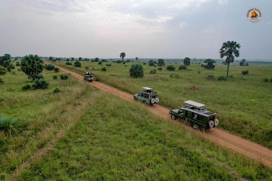 The Big5 3 Days Wildlife Adventure Experience in Uganda. - Ziwa Rhino Sanctuary and Uganda’s white rhinos