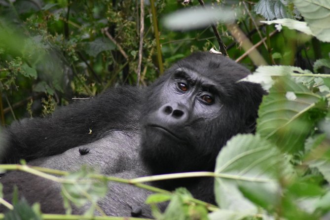 Three Days Gorilla Safaris In Uganda - Day 1: The long road from Kampala to Bwindi