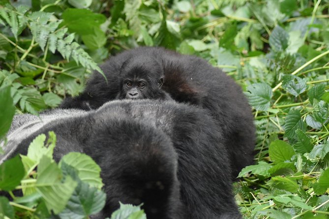 Three Days Gorilla Safaris In Uganda - Is $1,794.88 per person good value?