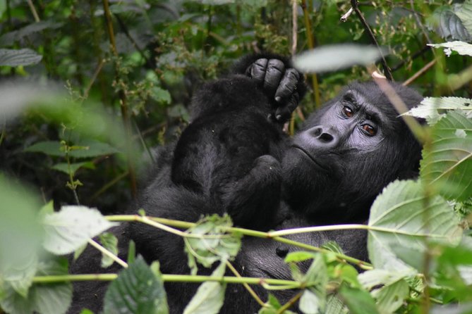 Three Days Gorilla Safaris In Uganda - The people and service style