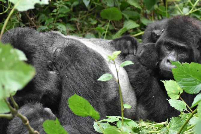 Three Days Gorilla Safaris In Uganda - Who will enjoy this safari most?
