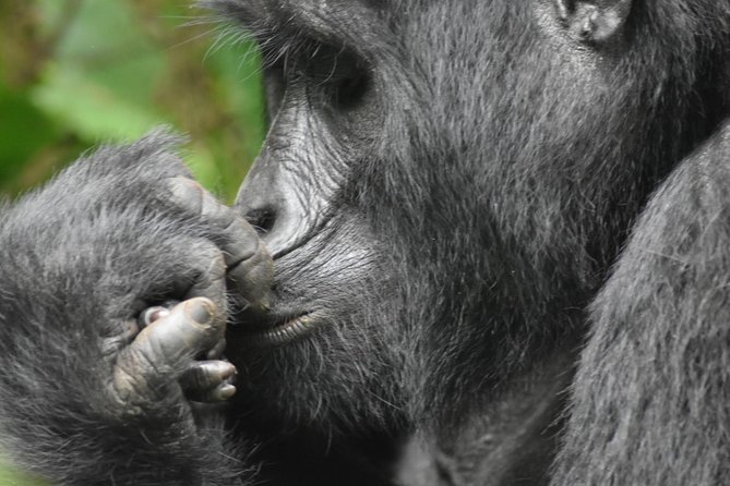 Three Days Gorilla Safaris In Uganda - Sleeping beside the forest before the trek