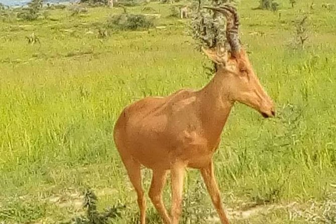 Three Days Murchison Falls National Park Tour in Uganda - Who should choose this safari?