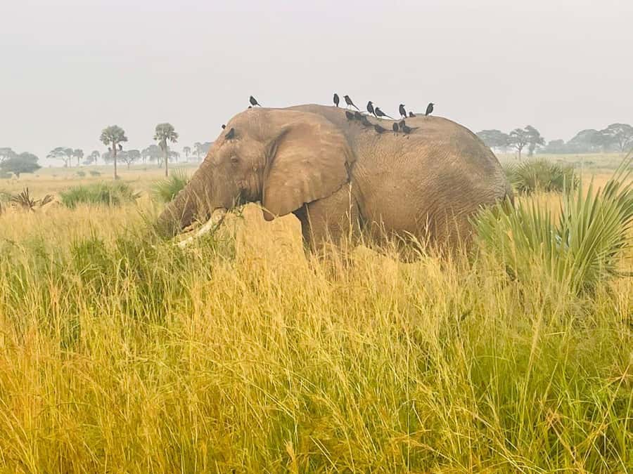 Uganda: 1-Day Murchison Falls Park Safari with Boat cruise - Key points at a glance