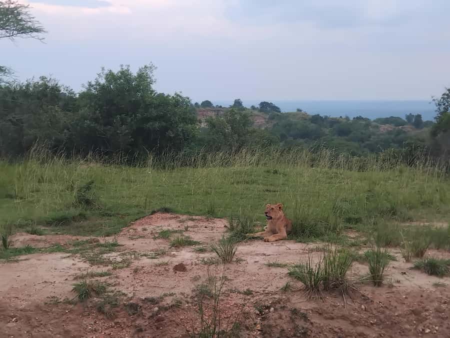 Uganda: 1-Day Murchison Falls Park Safari with Boat cruise - Why Murchison Falls works as a one-day safari