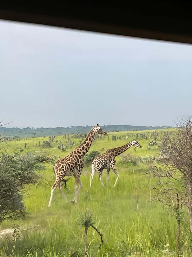 Uganda: 1-Day Murchison Falls Park Safari with Boat cruise - Seeing the Nile squeeze through Murchison Falls