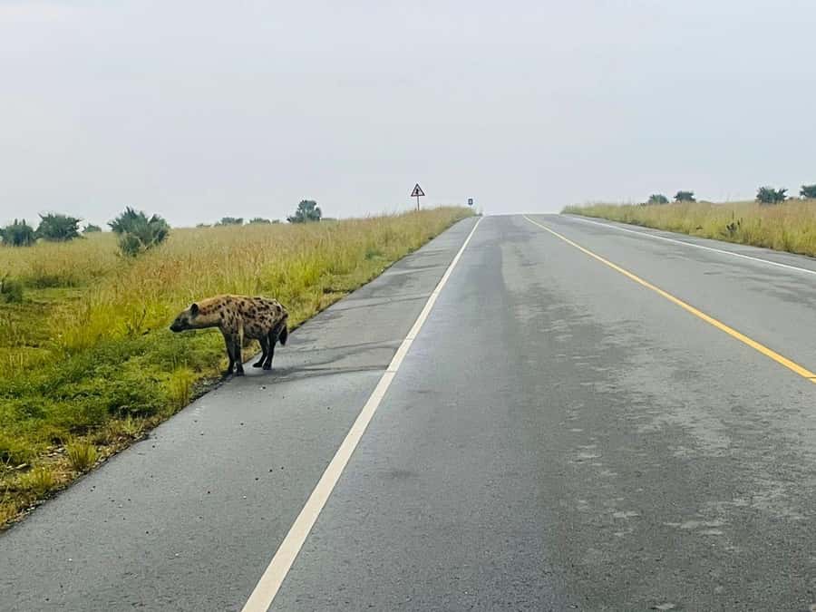 Uganda: 1-Day Murchison Falls Park Safari with Boat cruise - What the $480 price covers