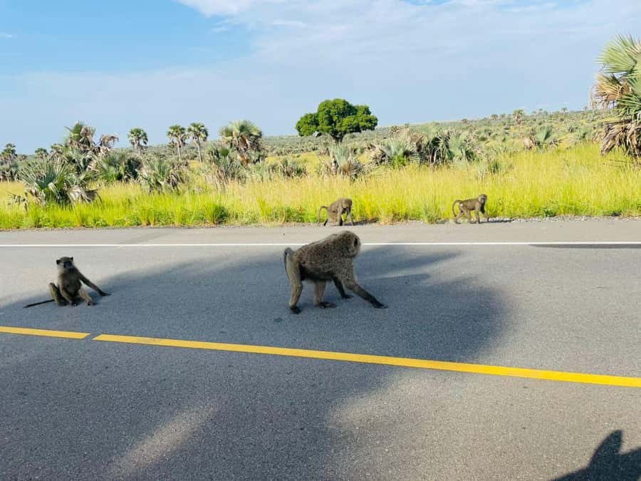 Uganda: 1-Day Murchison Falls Park Safari with Boat cruise - Who will get the most from this safari