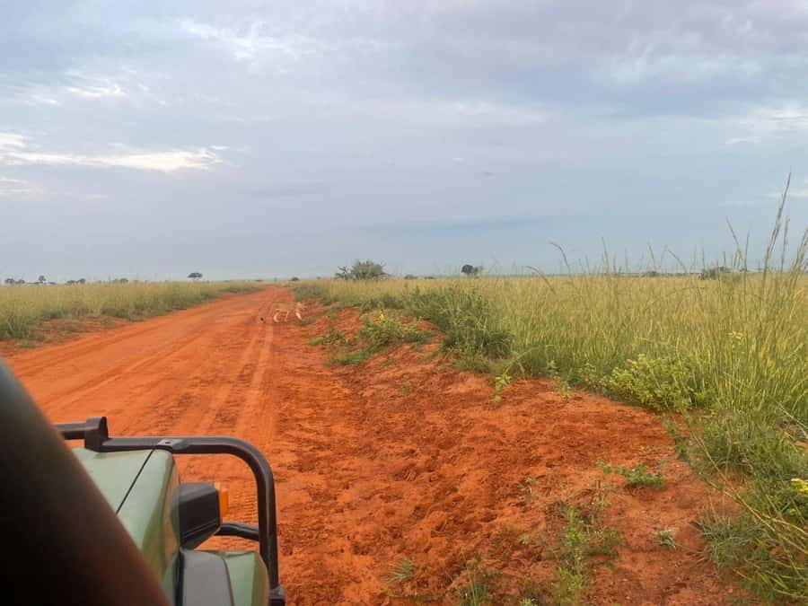 Uganda: 1-Day Murchison Falls Park Safari with Boat cruise - What the strongest feedback tells you