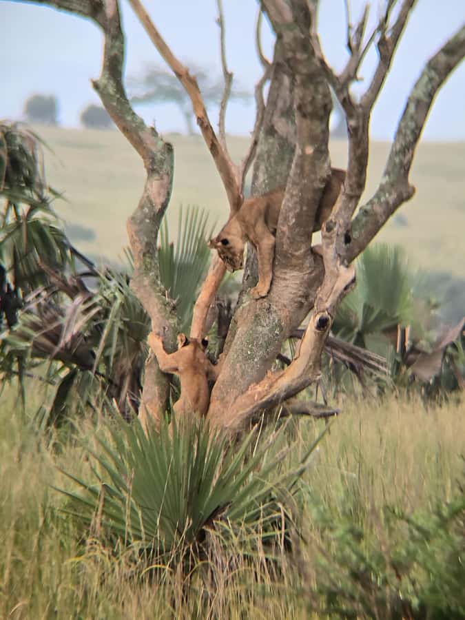 Uganda: 2-Day Murchison Falls Park Safari with Boat cruise - Why Murchison Falls works well in two days