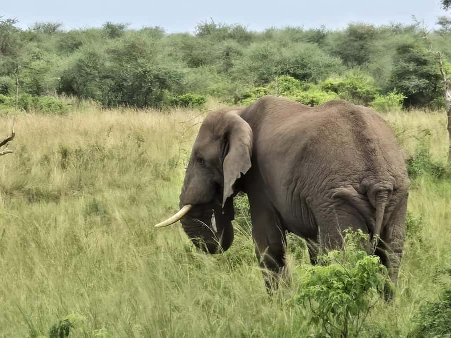 Uganda: 2-Day Murchison Falls Park Safari with Boat cruise - A three-hour Nile cruise to the base of the falls