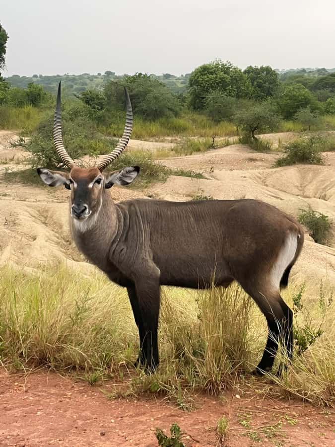 Uganda: 2-Day Murchison Falls Park Safari with Boat cruise - The early game drive through savannah country