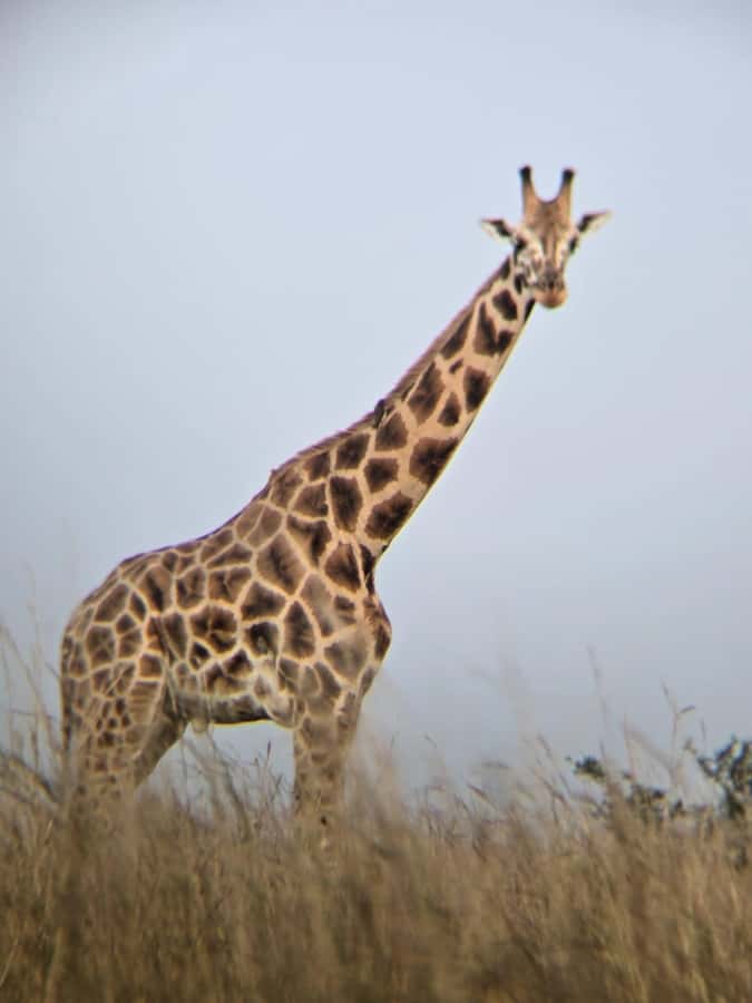 Uganda: 2-Day Murchison Falls Park Safari with Boat cruise - How the guides affect the experience