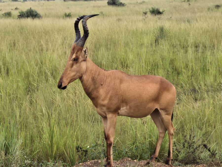 Uganda: 2-Day Murchison Falls Park Safari with Boat cruise - Food, lodging, and what the price covers