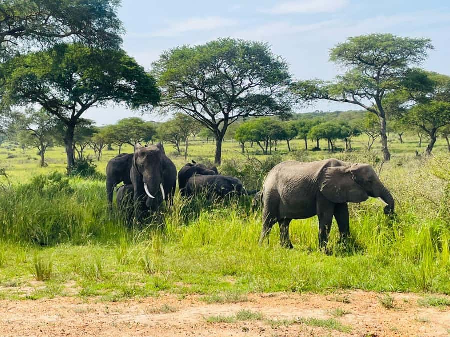 Uganda: 2-Day Murchison Falls Park Safari with Boat cruise - Practical ways to get more from the two days