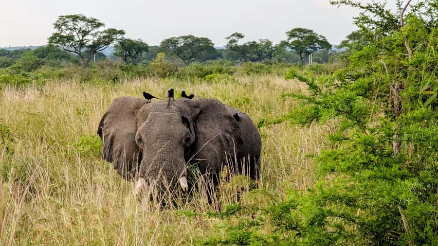 Uganda: 2-Day Murchison Falls Park Safari with Boat cruise - The long road from Kampala or Entebbe