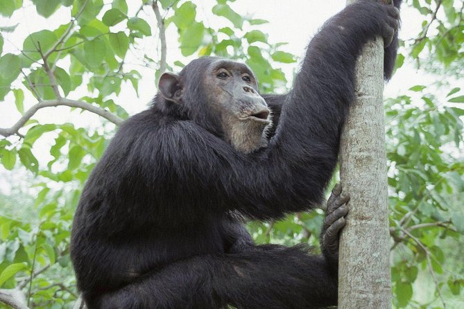 Uganda 4 days Gorilla Trekking - What this Uganda gorilla package is really offering