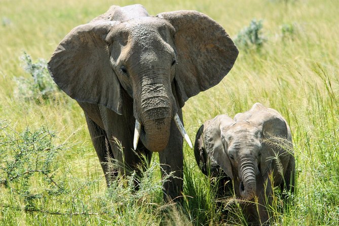 Uganda Wildlife Holiday - 8 Days - Why this route works for an eight-day Uganda safari