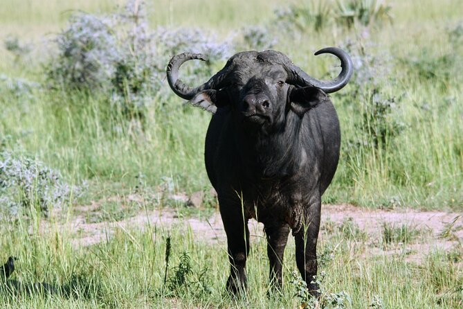 Uganda Wildlife Holiday - 8 Days - Day 3: Chimpanzees and Kibale’s other primates