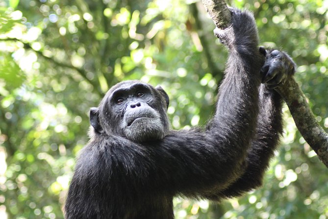 Uganda Wildlife Holiday - 8 Days - Day 5: Queen Elizabeth by game drive and boat