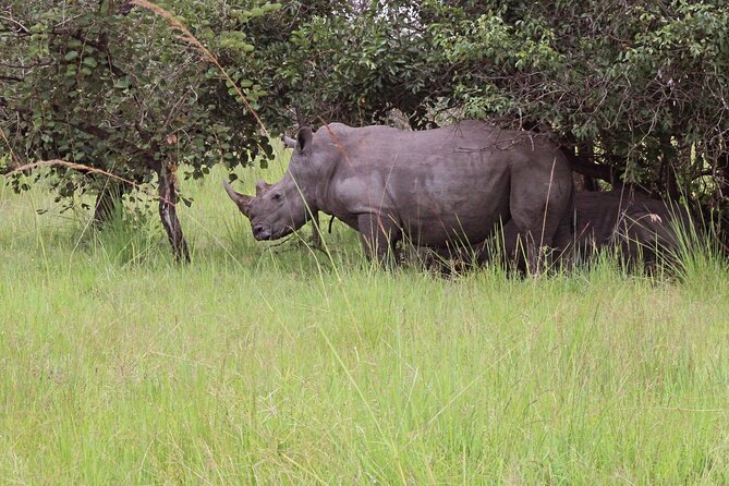 Unforgettable 3 days Murchison falls. - Why this three-day safari works