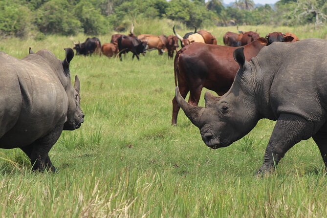 Unforgettable 3 days Murchison falls. - Day two: An early game drive in Uganda’s largest park