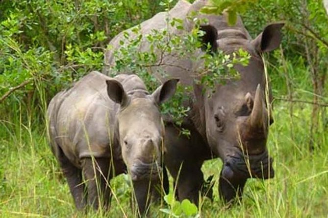 Ziwa Rhino Sanctuary - Key things to know before you book