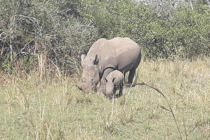 Zziwa Rhino Sanctuary Walking Safari - Key points to know before you book