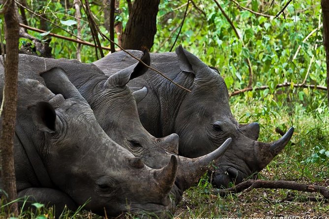 Zziwa Rhino Sanctuary Walking Safari - Why Ziwa is worth the long ride from Kampala