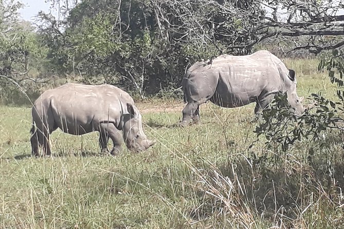 Zziwa Rhino Sanctuary Walking Safari - Why a baby rhino sighting matters