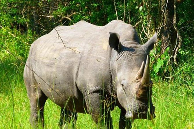 Zziwa Rhino Sanctuary Walking Safari - What the $400 price really covers