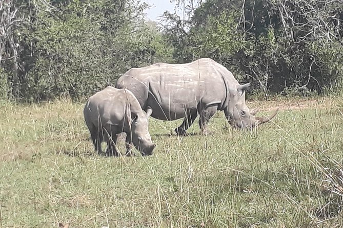 Zziwa Rhino Sanctuary Walking Safari - Food, comfort, and the length of the day