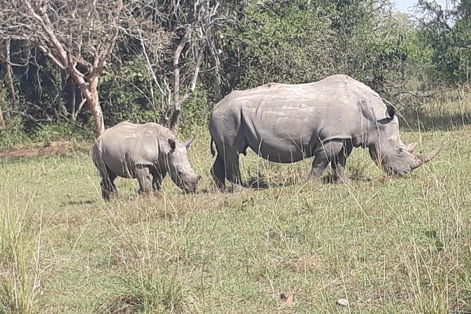 Zziwa Rhino Sanctuary Walking Safari - How private participation changes the day